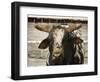 Championship Bulls at the Mequite Rodeo Ranch-Tim Sharp-Framed Photographic Print