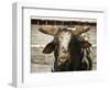 Championship Bulls at the Mequite Rodeo Ranch-Tim Sharp-Framed Photographic Print