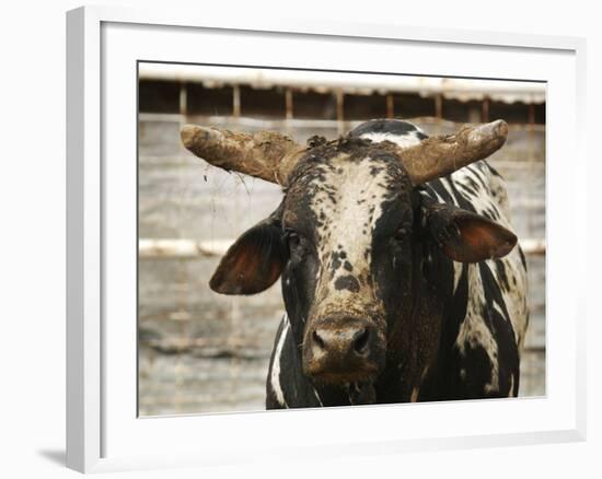 Championship Bulls at the Mequite Rodeo Ranch-Tim Sharp-Framed Photographic Print