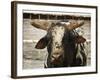 Championship Bulls at the Mequite Rodeo Ranch-Tim Sharp-Framed Photographic Print