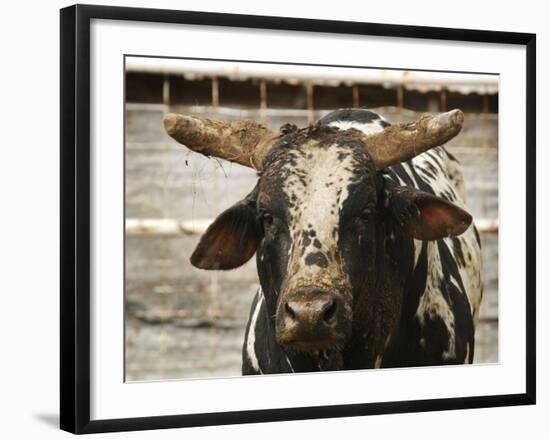 Championship Bulls at the Mequite Rodeo Ranch-Tim Sharp-Framed Photographic Print