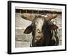Championship Bulls at the Mequite Rodeo Ranch-Tim Sharp-Framed Photographic Print