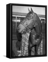 Championship Horse Seabiscuit Standing in Stall after Winning Santa Anita Handicap-Peter Stackpole-Framed Stretched Canvas