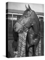 Championship Horse Seabiscuit Standing in Stall after Winning Santa Anita Handicap-Peter Stackpole-Stretched Canvas