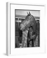 Championship Horse Seabiscuit Standing in Stall after Winning Santa Anita Handicap-Peter Stackpole-Framed Photographic Print