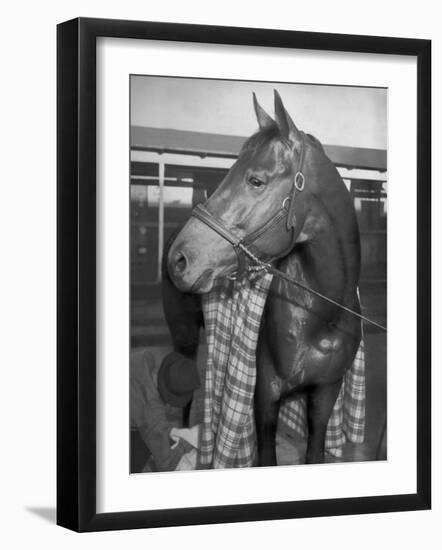 Championship Horse Seabiscuit Standing in Stall after Winning Santa Anita Handicap-Peter Stackpole-Framed Photographic Print