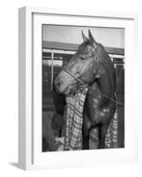 Championship Horse Seabiscuit Standing in Stall after Winning Santa Anita Handicap-Peter Stackpole-Framed Photographic Print