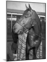 Championship Horse Seabiscuit Standing in Stall after Winning Santa Anita Handicap-Peter Stackpole-Mounted Photographic Print
