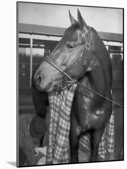 Championship Horse Seabiscuit Standing in Stall after Winning Santa Anita Handicap-Peter Stackpole-Mounted Photographic Print