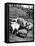 Championship Yorkshire Mother Pig with Babies-Francis Miller-Framed Stretched Canvas