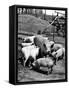 Championship Yorkshire Mother Pig with Babies-Francis Miller-Framed Stretched Canvas