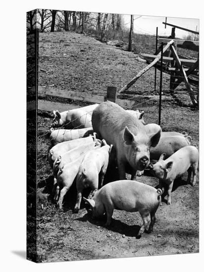 Championship Yorkshire Mother Pig with Babies-Francis Miller-Stretched Canvas