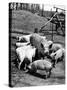 Championship Yorkshire Mother Pig with Babies-Francis Miller-Stretched Canvas