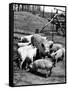 Championship Yorkshire Mother Pig with Babies-Francis Miller-Framed Stretched Canvas