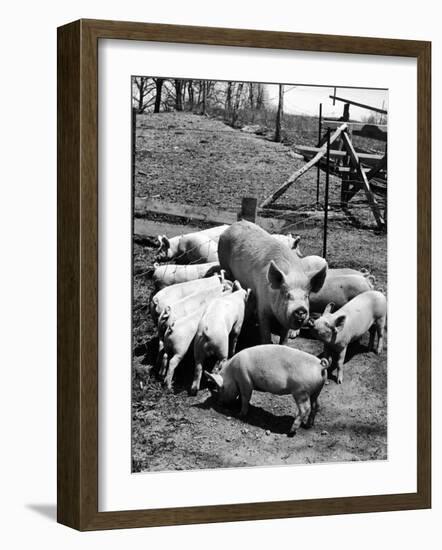 Championship Yorkshire Mother Pig with Babies-Francis Miller-Framed Photographic Print