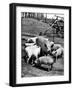 Championship Yorkshire Mother Pig with Babies-Francis Miller-Framed Photographic Print
