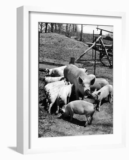 Championship Yorkshire Mother Pig with Babies-Francis Miller-Framed Photographic Print