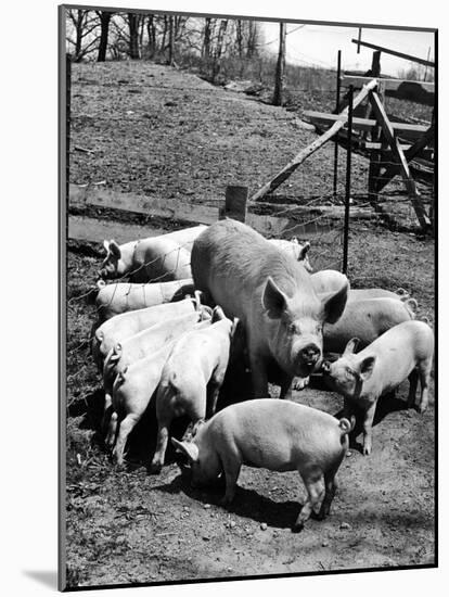Championship Yorkshire Mother Pig with Babies-Francis Miller-Mounted Photographic Print