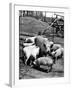 Championship Yorkshire Mother Pig with Babies-Francis Miller-Framed Photographic Print