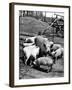 Championship Yorkshire Mother Pig with Babies-Francis Miller-Framed Photographic Print