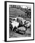 Championship Yorkshire Mother Pig with Babies-Francis Miller-Framed Photographic Print