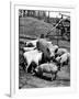 Championship Yorkshire Mother Pig with Babies-Francis Miller-Framed Photographic Print