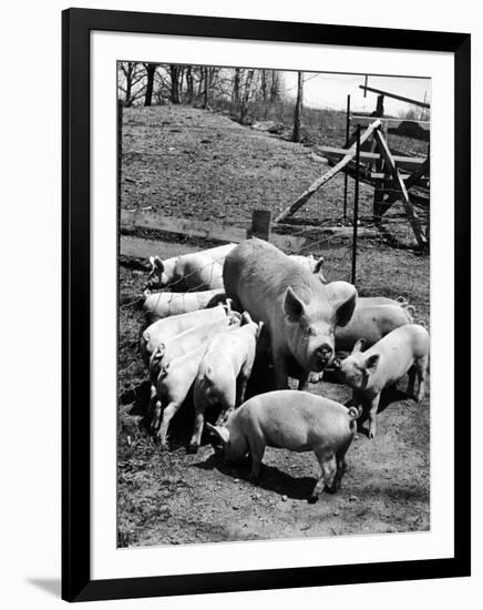 Championship Yorkshire Mother Pig with Babies-Francis Miller-Framed Photographic Print