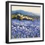 Champs D'Iris, Provence-Hazel Barker-Framed Art Print