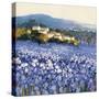 Champs D'Iris, Provence-Hazel Barker-Stretched Canvas
