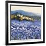 Champs D'Iris, Provence-Hazel Barker-Framed Premium Giclee Print