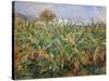 Champs de Bananiers - Banana-field, 1881 Oil, 51,5 x 63,5 cm R.F.1959-1.-Pierre-Auguste Renoir-Stretched Canvas