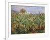 Champs de Bananiers - Banana-field, 1881 Oil, 51,5 x 63,5 cm R.F.1959-1.-Pierre-Auguste Renoir-Framed Giclee Print