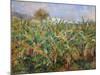 Champs de Bananiers - Banana-field, 1881 Oil, 51,5 x 63,5 cm R.F.1959-1.-Pierre-Auguste Renoir-Mounted Giclee Print