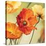 Champs de coquelicots II-Pierre Viollet-Stretched Canvas