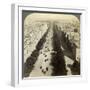 Champs Elysees from the Arc De Triomphe, Paris, France, 19th Century-Underwood & Underwood-Framed Photographic Print