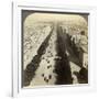 Champs Elysees from the Arc De Triomphe, Paris, France, 19th Century-Underwood & Underwood-Framed Photographic Print