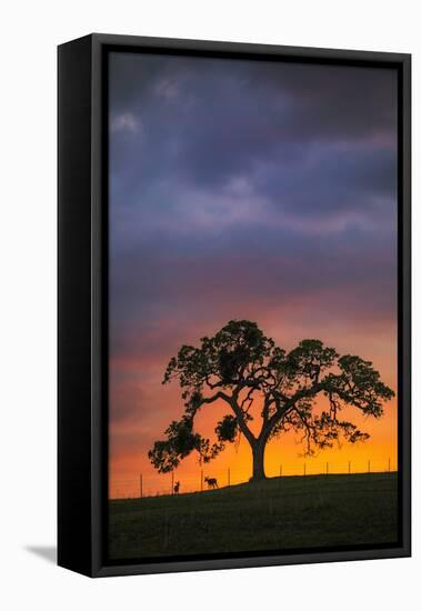Chance Encountyers - Mount Diablo Oak Tree Farm Sunset-Vincent James-Framed Stretched Canvas