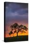 Chance Encountyers - Mount Diablo Oak Tree Farm Sunset-Vincent James-Stretched Canvas