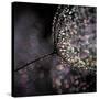 Chandelier-Ursula Abresch-Stretched Canvas