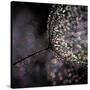 Chandelier-Ursula Abresch-Stretched Canvas