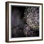 Chandelier-Ursula Abresch-Framed Premium Photographic Print