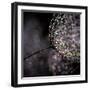 Chandelier-Ursula Abresch-Framed Premium Photographic Print