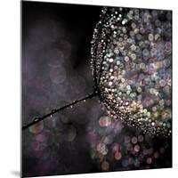 Chandelier-Ursula Abresch-Mounted Photographic Print