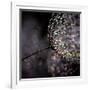 Chandelier-Ursula Abresch-Framed Photographic Print