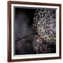 Chandelier-Ursula Abresch-Framed Photographic Print