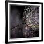 Chandelier-Ursula Abresch-Framed Photographic Print