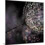 Chandelier-Ursula Abresch-Mounted Photographic Print