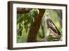 changeable hawk-eagle perched on branch, nepal-karine aigner-Framed Photographic Print