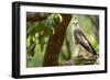 changeable hawk-eagle perched on branch, nepal-karine aigner-Framed Photographic Print