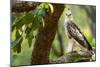 changeable hawk-eagle perched on branch, nepal-karine aigner-Mounted Photographic Print